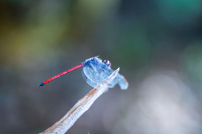 Close-up of twig against blurred background