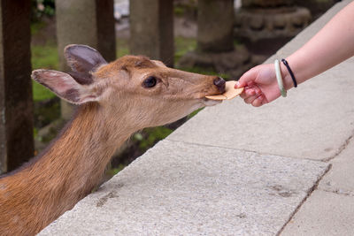 Close-up of hand feeding deer