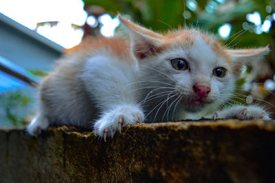 Close-up portrait of a cat looking away