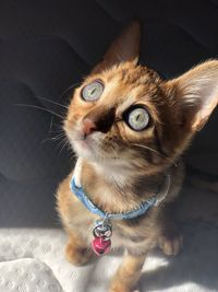 Close-up portrait of a cat