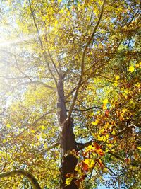 Low angle view of tree during autumn