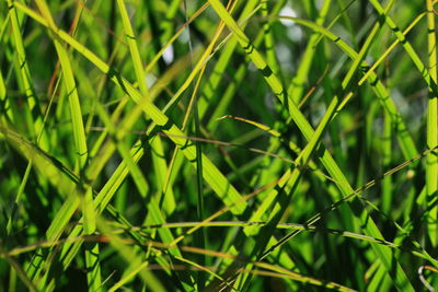 Close-up of plant