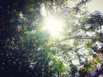 Low angle view of trees