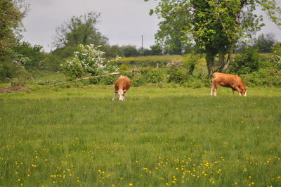 Sheep grazing in a field