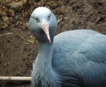 Close-up of duck