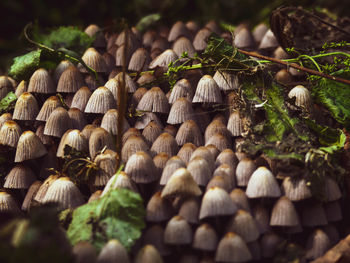 Close-up of mushrooms growing on log in forest