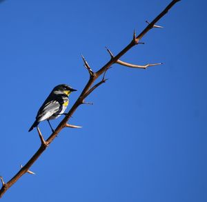 Low angle view of bird perching on branch against clear blue sky