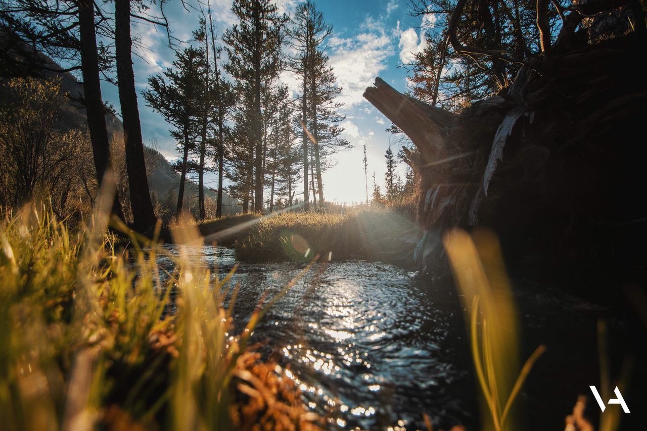 SCENIC VIEW OF LAKE IN FOREST