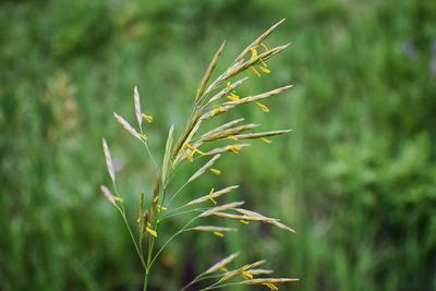 Close-up of plant growing on field