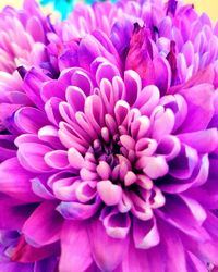 Close-up of pink dahlia blooming outdoors