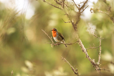 Bird perching on a plant