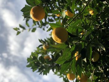 Low angle view of fruit growing on tree