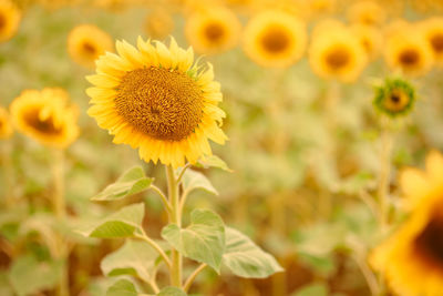 Field of golden yellow sunflowers on sunny summer day. concept of agriculture and agronomy. 
