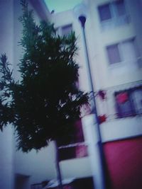 tree