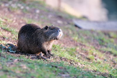 Side view of nutria on field