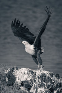 Mono fish eagle