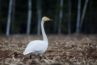 View of bird on field