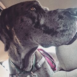 Close-up of a dog looking away