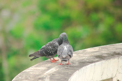 Close-up of pigeon perching on retaining wall