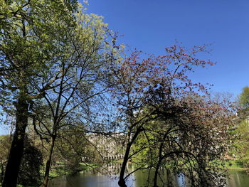 Low angle view of trees against blue sky