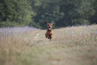 Portrait of dog on field