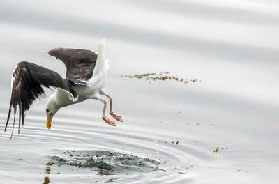 Seagulls flying in the sea