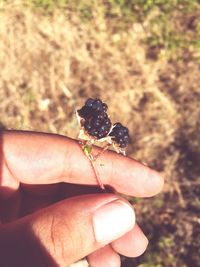 Close-up of hand holding ladybug on leaf