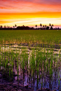 Scenic view of field against sky during sunset