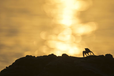 Low angle view of silhouette horse on rock against sky during sunset