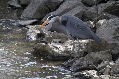 High angle view of seagull perching on rock