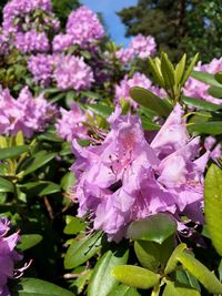 Close-up of pink flowering plant