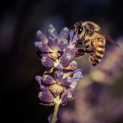 Close-up of bee pollinating on purple flower