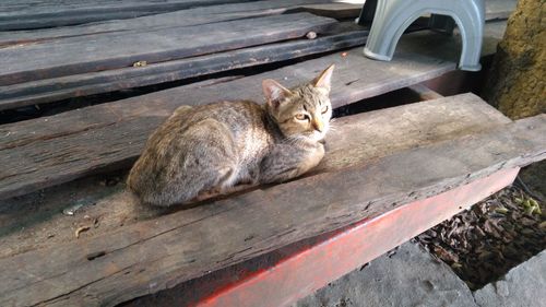 High angle view of cat sitting on wood