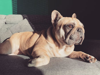 Close-up of a dog resting on sofa at home