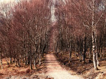 Road passing through trees