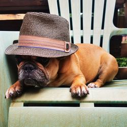 Dog looking away while sitting on seat