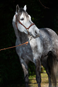 View of a horse on field