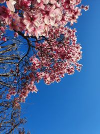 Low angle view of cherry blossoms against blue sky