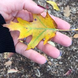 Close-up of cropped hand holding leaves