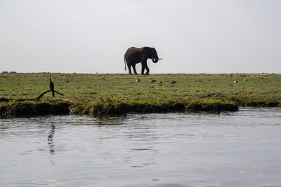 Horses on a field