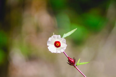 Close-up of white flowering plant