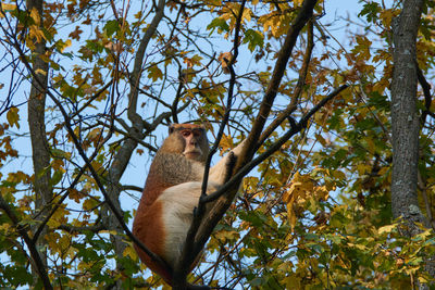 The common patas monkey erythrocebus patas, the wadi monkey or hussar monkey climbing on a tree