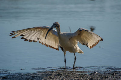 Bird on shore