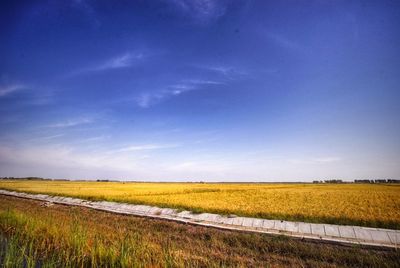 Scenic view of field against clear sky