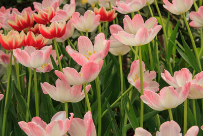 Close-up of pink tulips growing on field