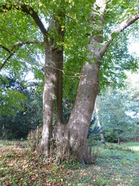 Tree trunk in forest