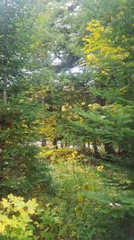 Trees and plants growing on field in forest