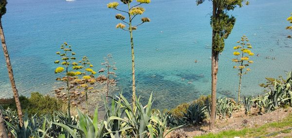 Close-up of yellow flowering plants by lake