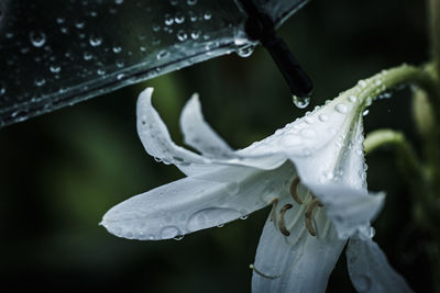 Close-up of water drops on flower