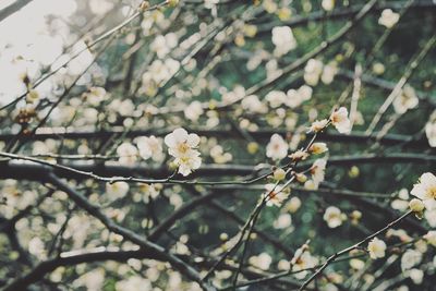 Close-up of white cherry blossoms in spring